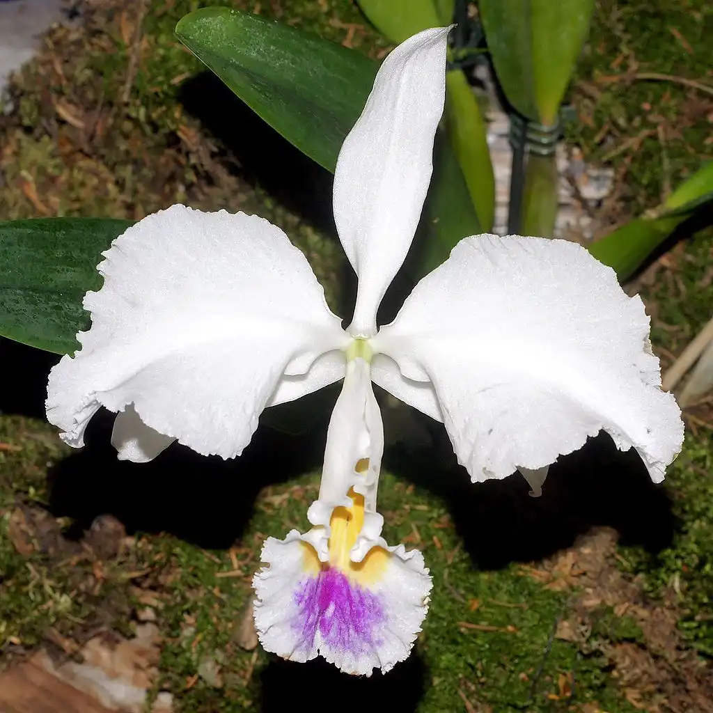 Фото Cattleya trianae (Cattleya trianaes)