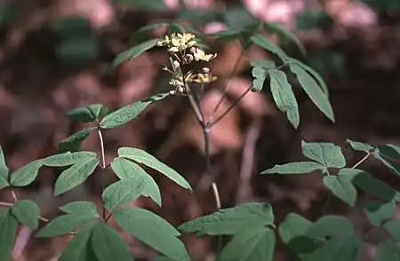 Фото Caulophyllum thalictroides (Caulophyllum thalictroidess)