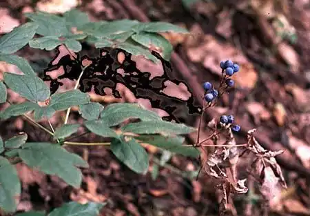 Фото Caulophyllum thalictroides (Caulophyllum thalictroidess)