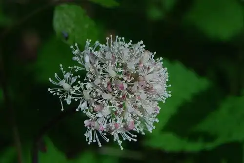 Foto de Ceanothus americanus (Ceanothus americanuss)