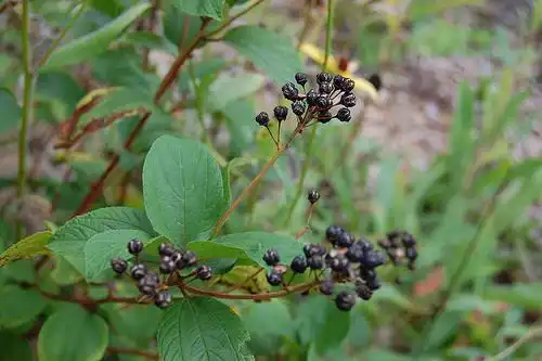Foto de Ceanothus americanus (Ceanothus americanuss)