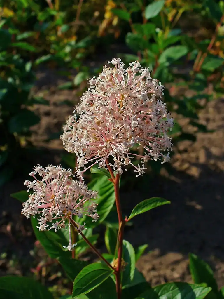 Foto de Ceanothus americanus - Flower, red stems:H. Zell