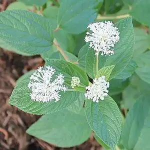 Foto de Ceanothus americanus - Leaf and flower detail:Debbie Roos