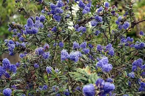 Photo of Ceanothus thyrsiflorus (Ceanothus thyrsifloruss)