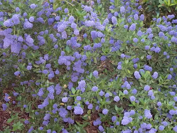 Photo of Ceanothus thyrsiflorus (Ceanothus thyrsifloruss)