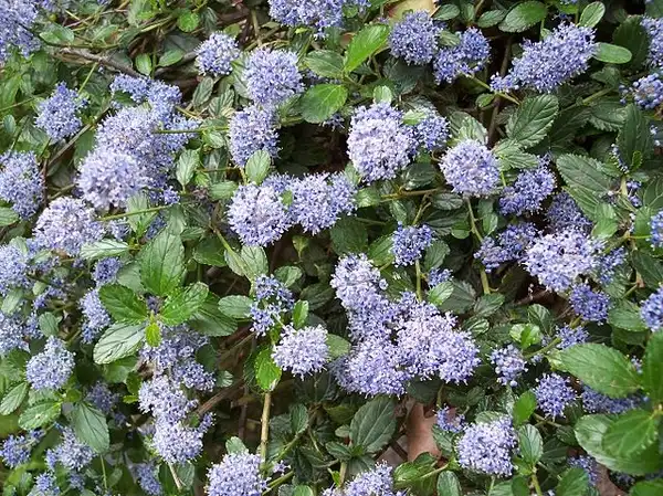 Photo of Ceanothus thyrsiflorus - Flowers:A. Barra