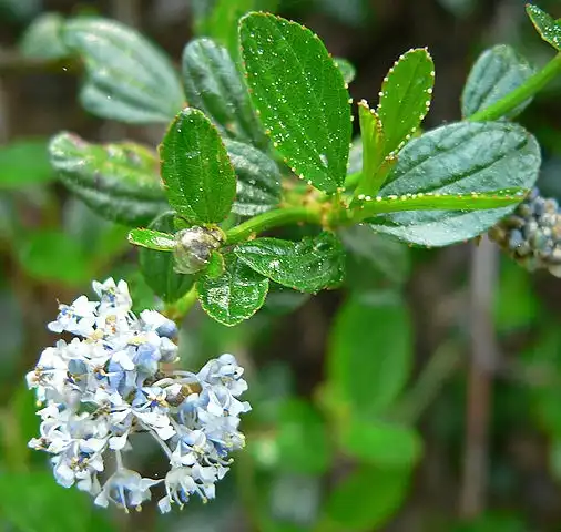 Photo of Ceanothus thyrsiflorus - Close up of leaves showing margin detail.:Stan Shebs