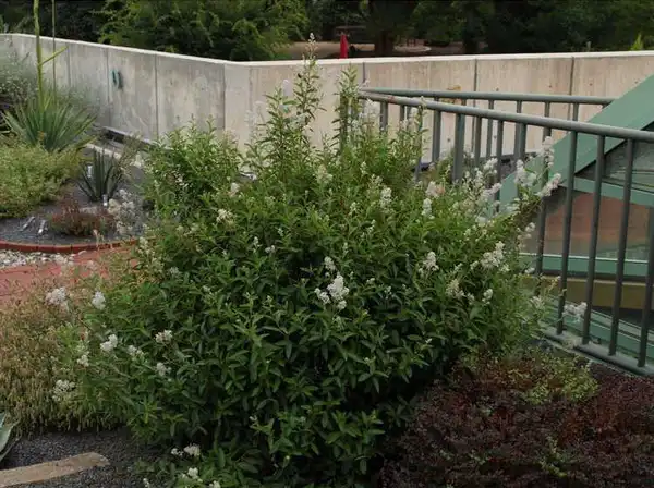 Фото Ceanothus x delileanus (Ceanothus x delileanuss)