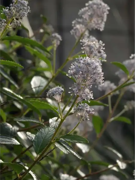 Фото Ceanothus x delileanus (Ceanothus x delileanuss)