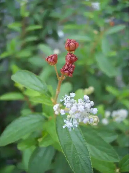 Фото Ceanothus x delileanus - Berry: