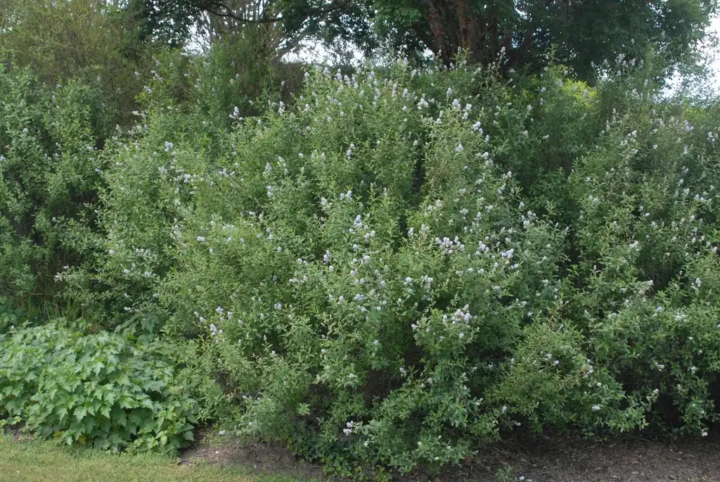 Фото Ceanothus x delileanus - 'Henri Desfosse' Flower Form (Biltmore, NC):Jim Robbins