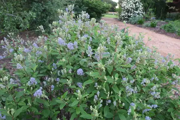 Photo of Ceanothus x pallidus (Ceanothus x palliduss)