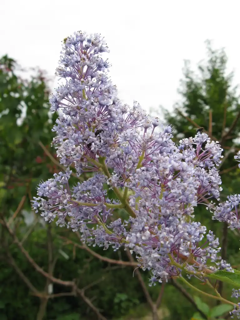 Photo of Ceanothus x pallidus (Ceanothus x palliduss)