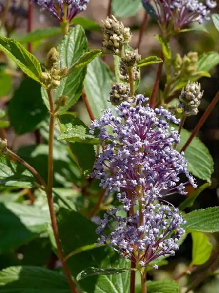 Photo of Ceanothus x pallidus - 'Minmarie' bloom: