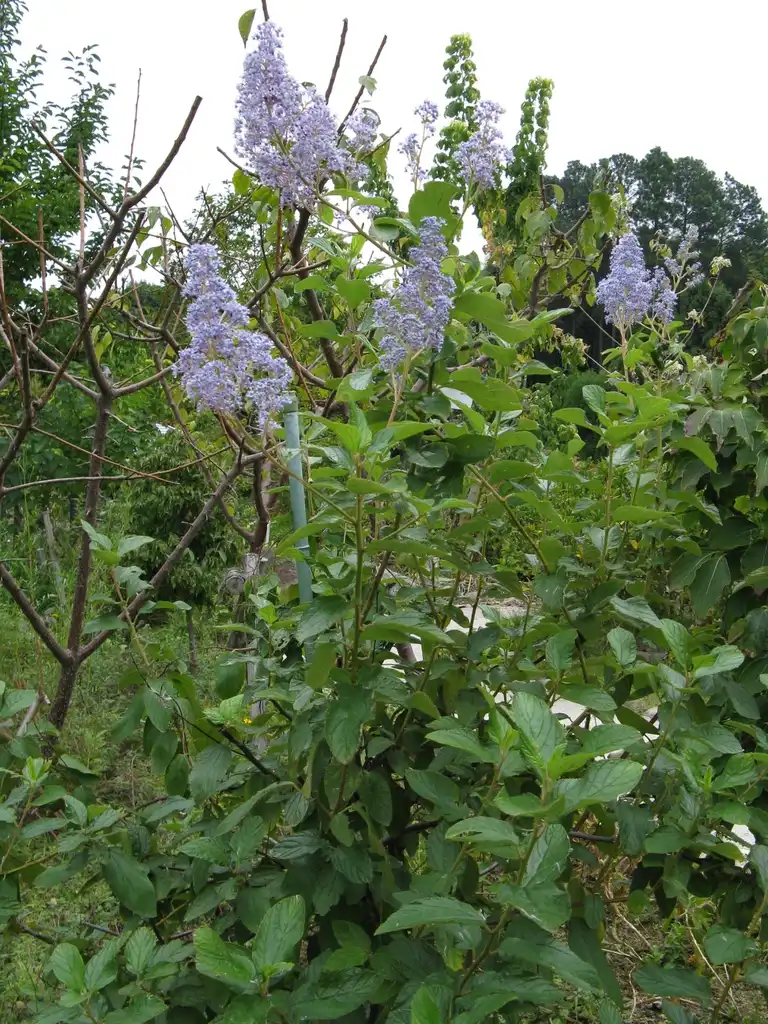 Photo of Ceanothus x pallidus - 'Marie Simon' form:KENPEI