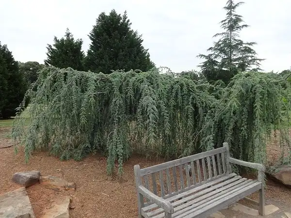 Фото Cedrus atlantica 'Glauca Pendula' (Cedrus atlantica 'Glauca Pendula's)