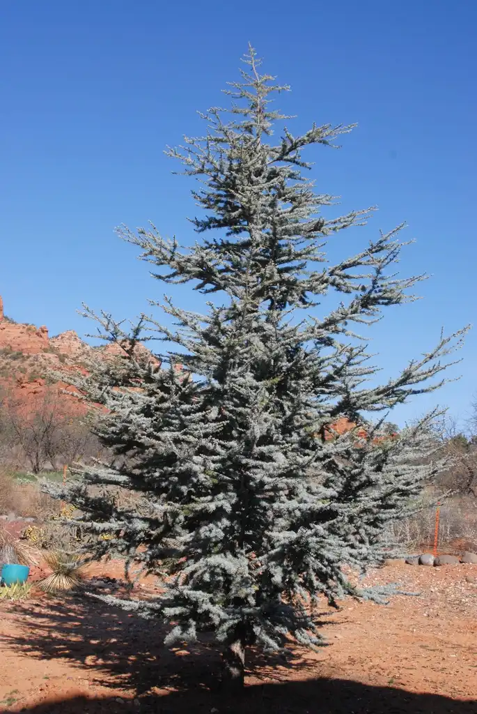 Фото Cedrus atlantica 'Glauca' (Cedrus atlantica 'Glauca's)