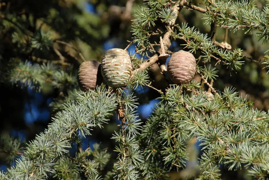 Фото Cedrus atlantica 'Glauca' (Cedrus atlantica 'Glauca's)