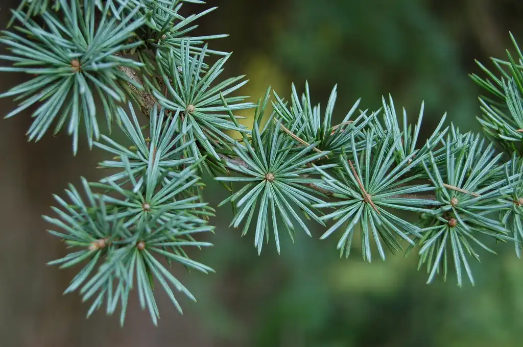 Фото Cedrus atlantica 'Glauca' - Foliage:Derek Ramsey