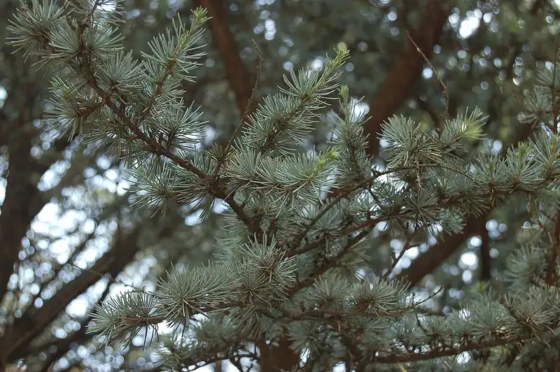 Фото Cedrus atlantica 'Glauca' - Branches:Derek Ramsey
