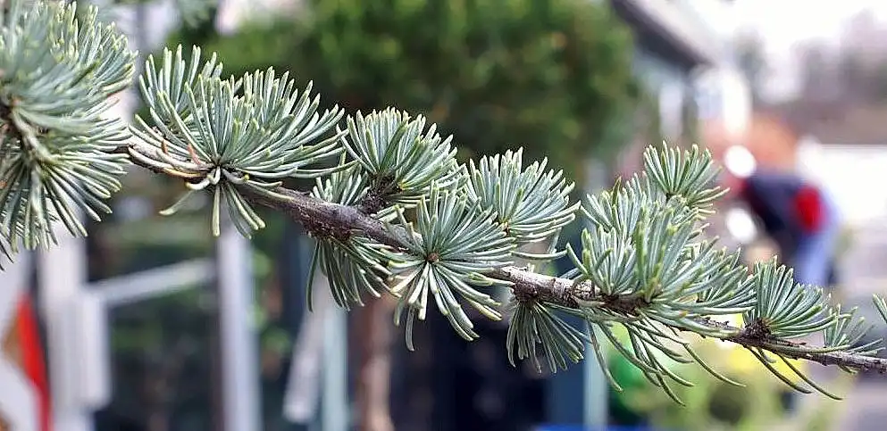 Фото Cedrus atlantica 'Glauca' - Stem formation:David J. Stang