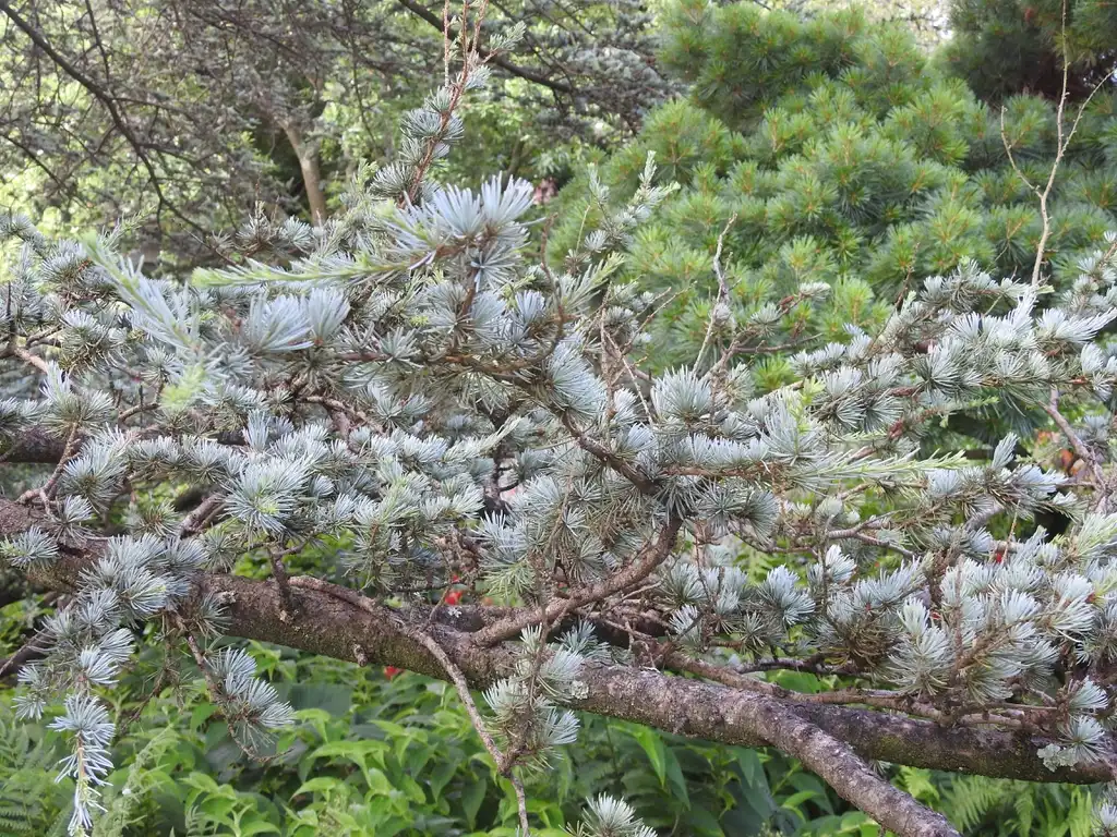 Photo of Cedrus atlantica (Cedrus atlanticas)