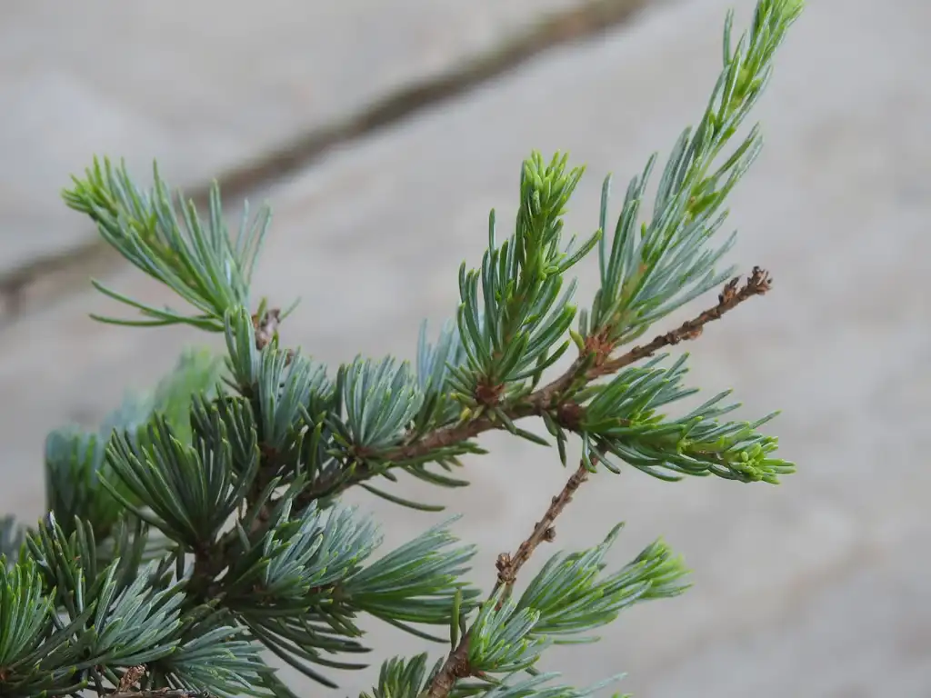 Photo of Cedrus atlantica (Cedrus atlanticas)