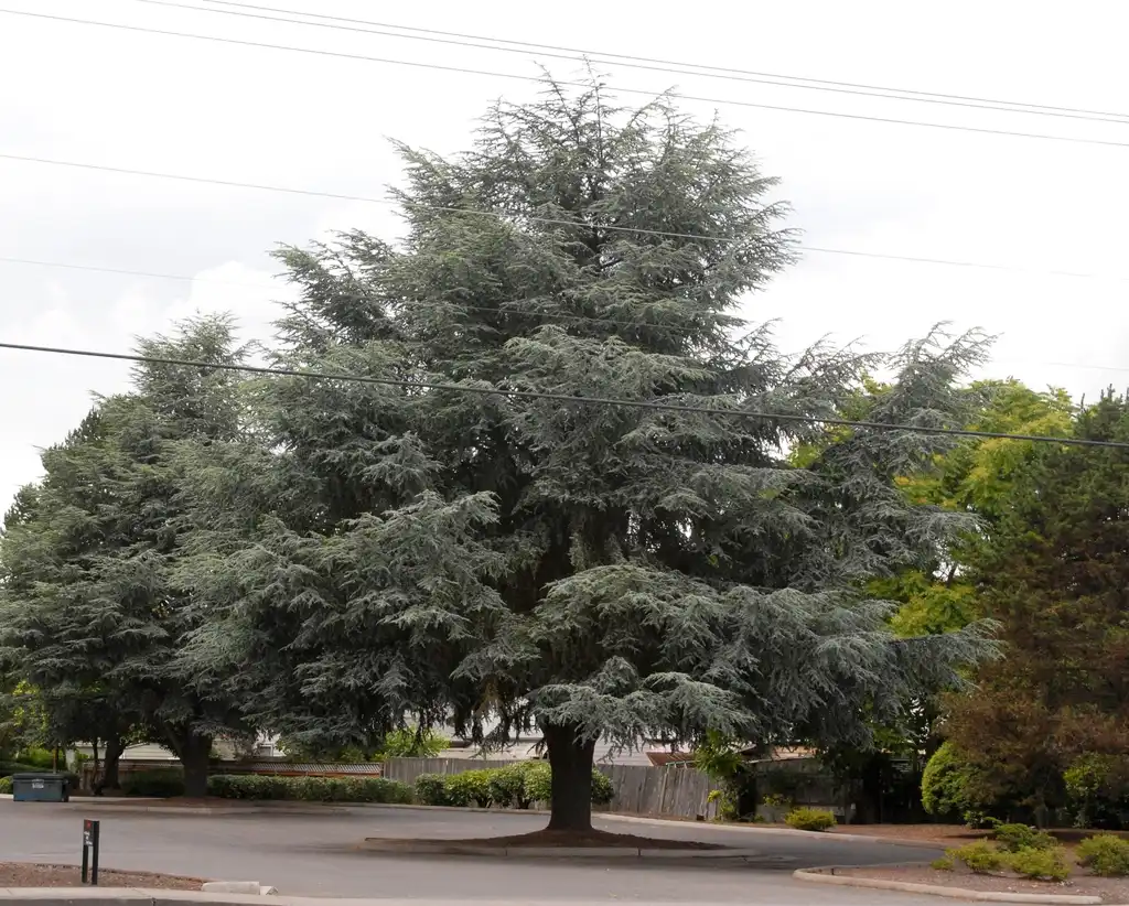 Photo of Cedrus atlantica - Cedrus atlantica 'Glauca' Tree:Jim Robbins