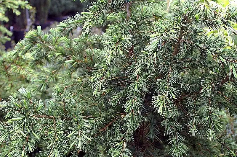 Foto de Cedrus deodara 'Devinely Blue' (Cedrus deodara 'Devinely Blue's)