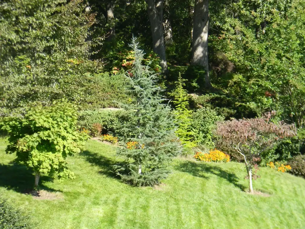 Foto de Cedrus deodara 'Karl Fuchs' (Cedrus deodara 'Karl Fuchs's)