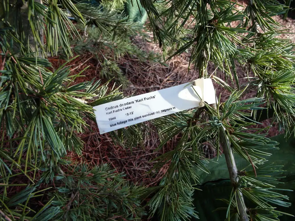 Foto de Cedrus deodara 'Karl Fuchs' (Cedrus deodara 'Karl Fuchs's)