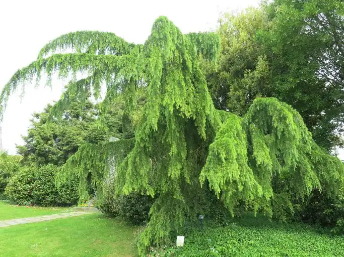 Photo of Cedrus deodara 'Pendula' (Cedrus deodara 'Pendula's)