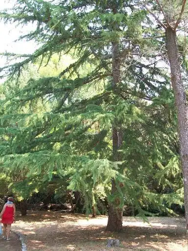 Photo of Cedrus deodara 'Pendula' (Cedrus deodara 'Pendula's)