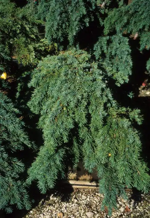 Photo of Cedrus deodara 'Pendula' - Form:John Ruter, Univ. of Georgia, Bugwood.org