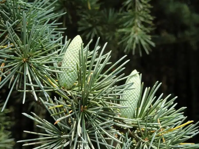 Photo of Cedrus deodara 'Pendula' - Cones:Snappygoat.com