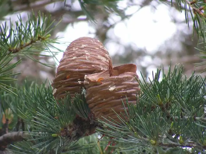 Photo of Cedrus deodara 'Pendula' - Needles and cones:Snappygoat.com
