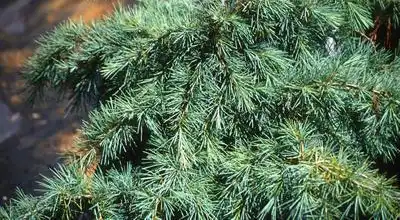 Foto de Cedrus deodara 'Snow Sprite' (Cedrus deodara 'Snow Sprite's)