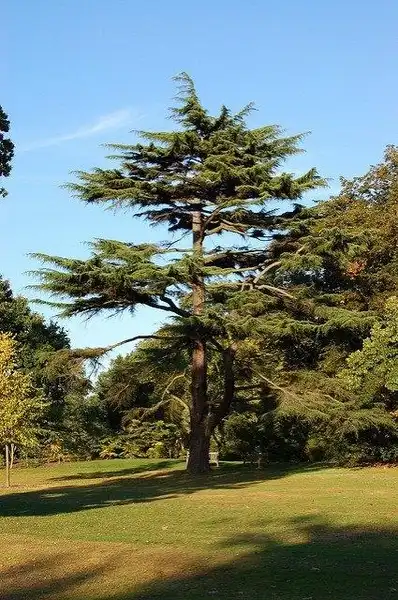 Photo of Cedrus deodara (Cedrus deodaras)