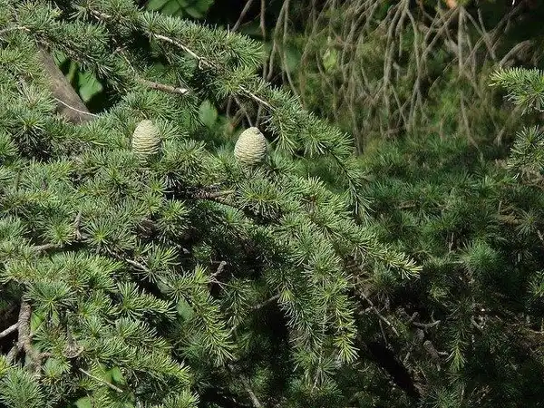 Photo of Cedrus deodara (Cedrus deodaras)