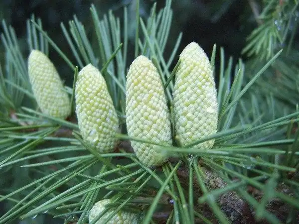 Photo of Cedrus deodara - Cedrus deodara immature cones:Photo by Nelly