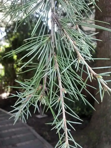 Photo of Cedrus deodara - Cedrus deodara leaf detail:Photo by 5u5
