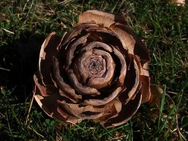 Photo of Cedrus deodara - C. deodara mature cone:Photo by Ilucch Valero