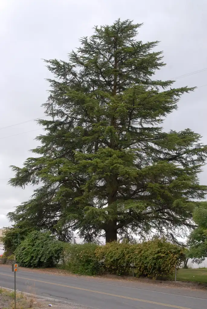 Photo of Cedrus deodara - Tree:Jim Robbins