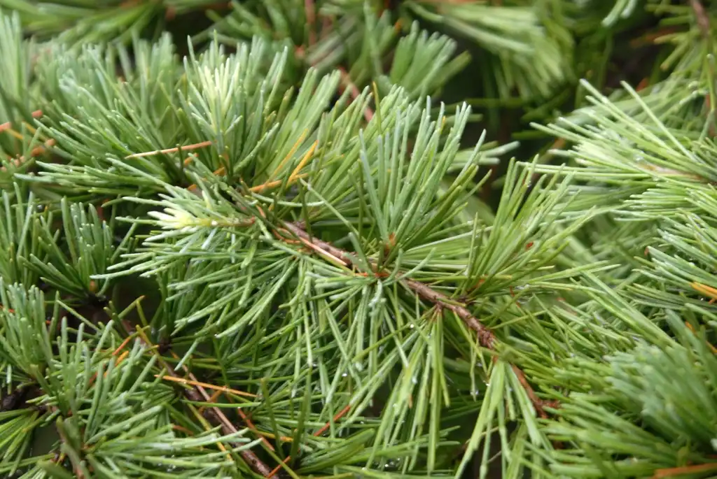 Photo of Cedrus deodara - Leaf Close-up:Jim Robbins