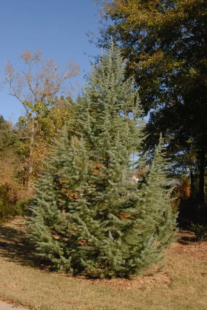 Photo of Cedrus deodara - 'Electra Blue' Form:Jim Robbins