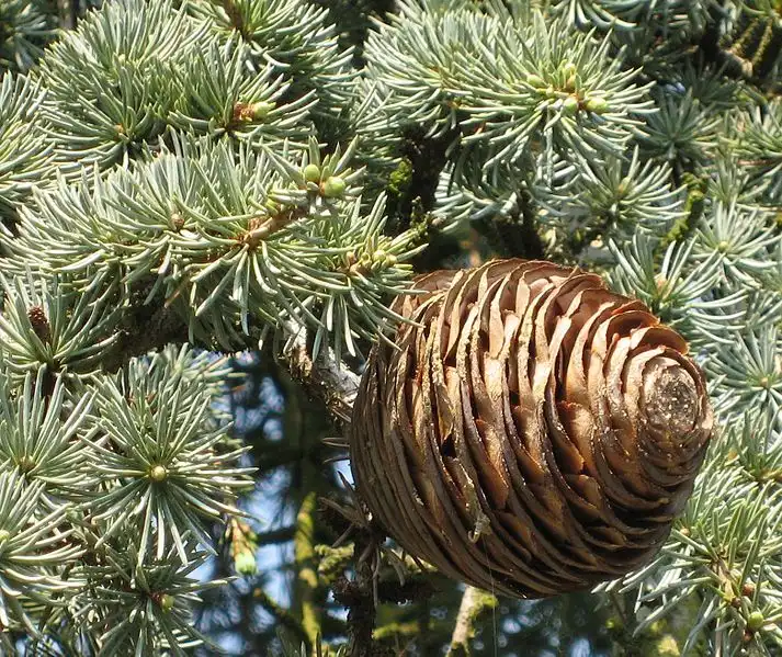 Photo of Cedrus libani (Cedrus libanis)