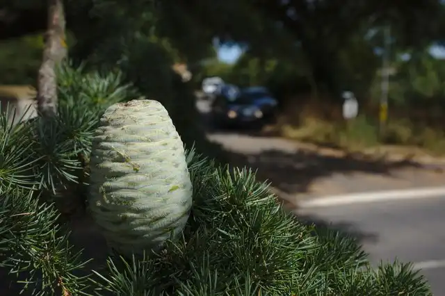 Photo of Cedrus libani (Cedrus libanis)