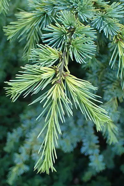 Photo of Cedrus libani - Foliage:Krzysztof Ziarnek, Kenraiz
