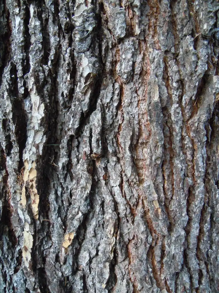 Photo of Cedrus libani - Bark:Tim Waters
