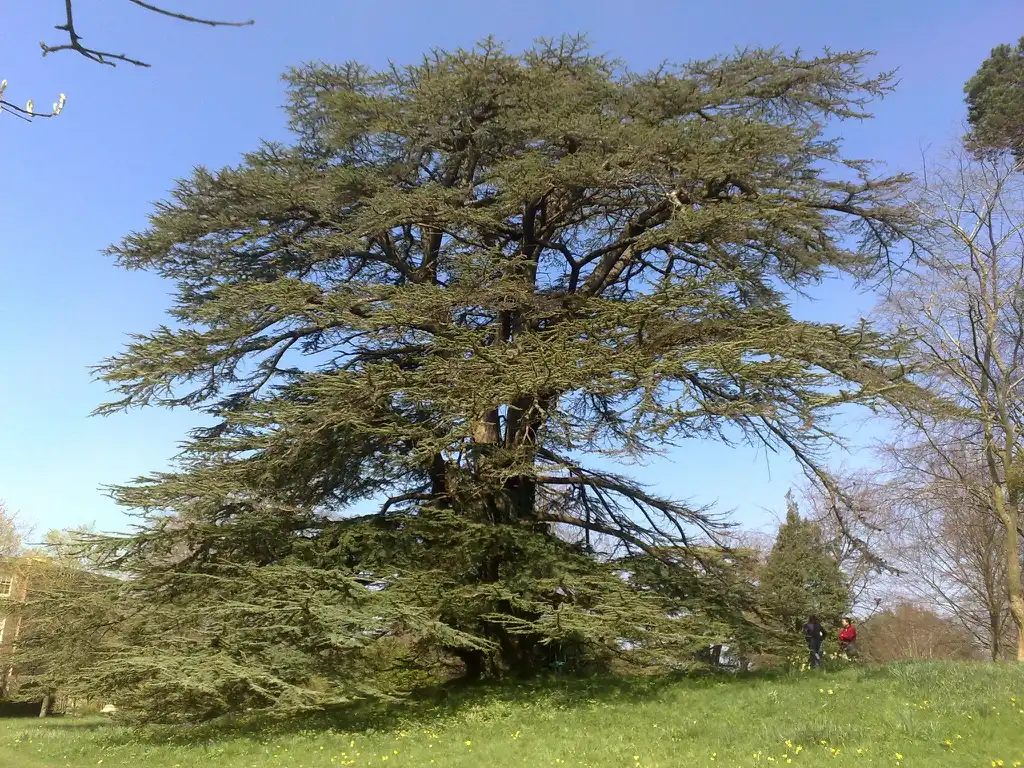Photo of Cedrus libani - Form:Tim Waters